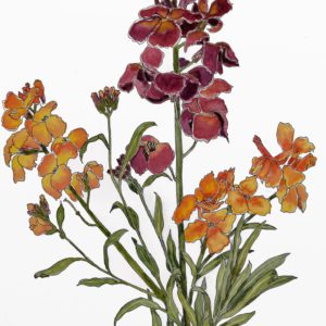 Wallflowers