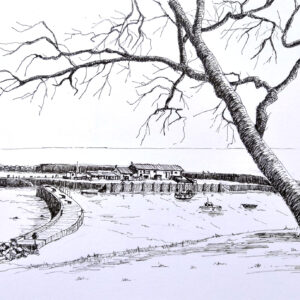 Tree overlooking the Cobb, Lyme Regis